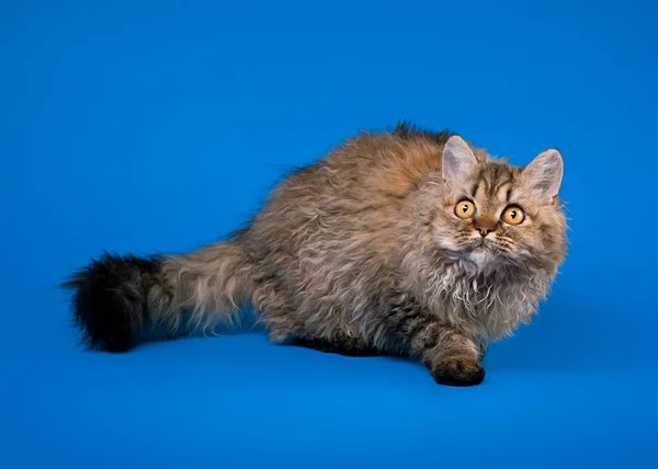 Selkirk rex cat auf himmelblauem Hintergrund — Stockfoto