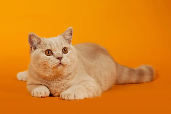 Chat britannique aux cheveux courts sur fond orange — Photo