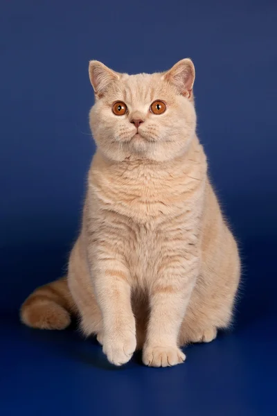 Britische kurzhaarige Katze auf dunkelblauem Hintergrund — Stockfoto