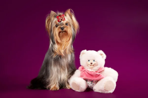 Yorkie on dark purple background — Stock Photo, Image