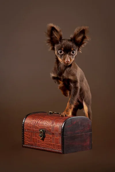 Russian toy terrier puppy on dark brown background — Stock Photo, Image