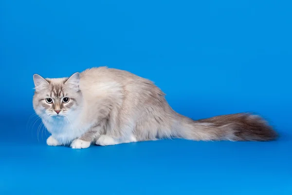 Sibirya genç dişi kedi tekir gökyüzü mavi adam noktasında mühür — Stok fotoğraf