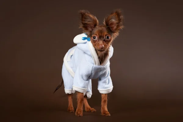 Ruský toy teriér štěně na tmavě hnědé pozadí — Stock fotografie