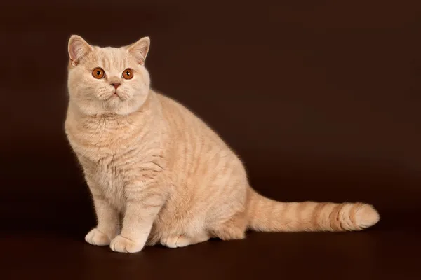 Britská krátkosrstá kočka na hnědé pozadí — Stock fotografie
