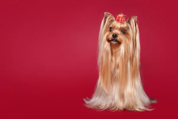 Jeune Yorkie sur fond rouge foncé — Photo