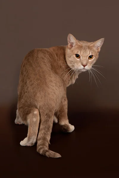 Wild ocicat mannelijke kat op donkere bruine achtergrond — Stockfoto