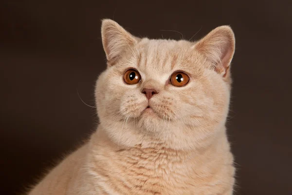 茶色の背景にイギリスの短毛猫 — ストック写真