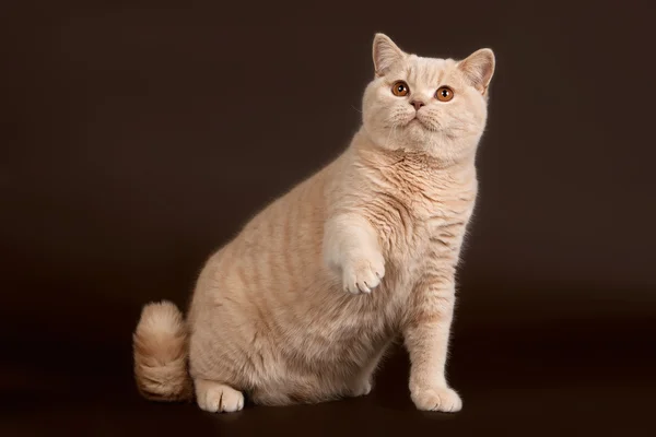 Brit Rövidszőrű macska a barna háttér — Stock Fotó