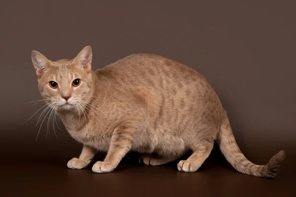 Chat mâle ocicat sauvage sur fond brun foncé — Photo