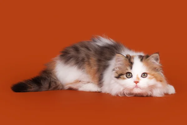 Tartaruga arlequim escocês highland gatinho no fundo de nozes — Fotografia de Stock