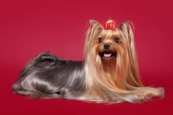 Jeune Yorkie sur fond rouge foncé — Photo