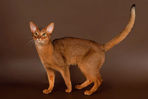 黑色棕色背景上红润的阿比西尼亚猫 — 图库照片