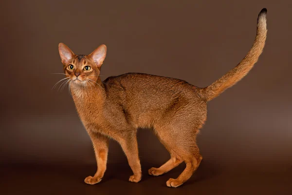 Ruddy abyssinian gato no fundo marrom preto — Fotografia de Stock