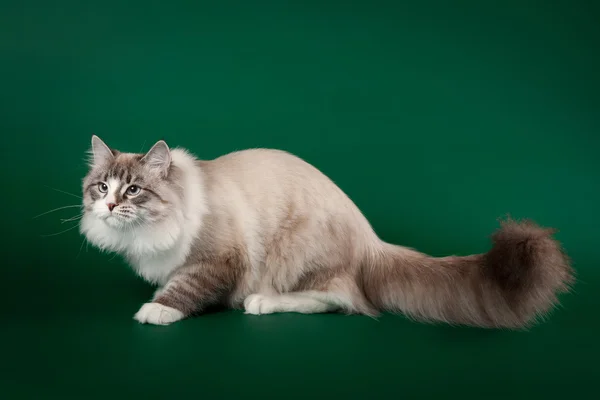 Seal pointe tabby avec chat sibérien blanc sur fond vert foncé — Photo