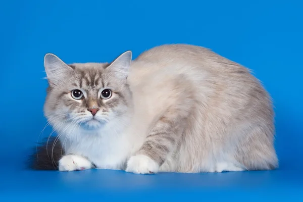 Mladá samice kočka sibiřská seal tabby point na nebesky modré poza — Stock fotografie