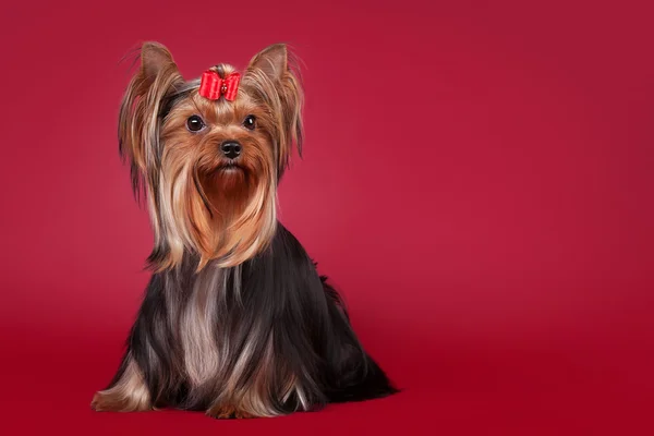 Junge yorkie auf dunkelrotem hintergrund — Stockfoto