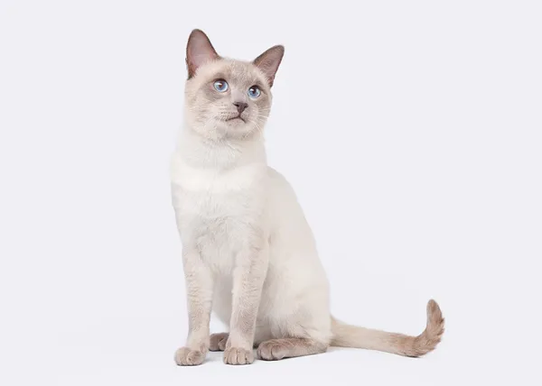 Тайський кіт на білому тлі — стокове фото