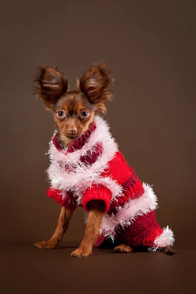 Rysk toy terrier valp på mörkbrun bakgrund — Stockfoto