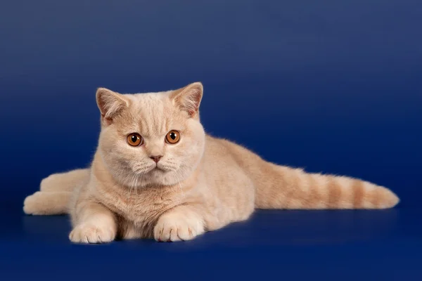 British short-haired cat on dark blue background — Stock Photo, Image