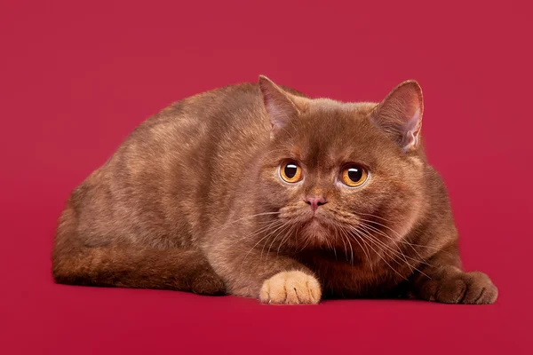 Young cinnamon tortoise british kitten on dark red background — Stock Photo, Image