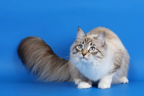 Mladá samice kočka sibiřská seal tabby point na nebesky modré poza — Stockfoto