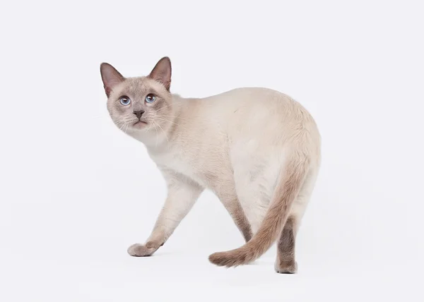 Thajská kočka na bílém pozadí — Stock fotografie