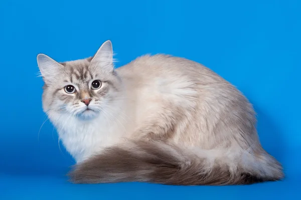 Sibirya genç dişi kedi tekir gökyüzü mavi adam noktasında mühür — Stok fotoğraf