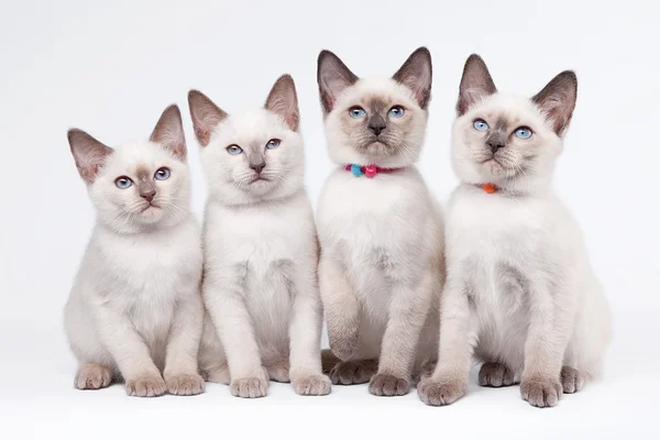 Cuatro gatitos tailandeses pequeños sobre fondo blanco —  Fotos de Stock