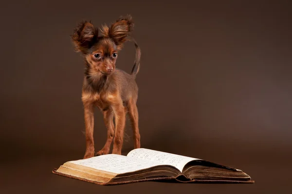 Rysk toy terrier valp på mörkbrun bakgrund — Stockfoto