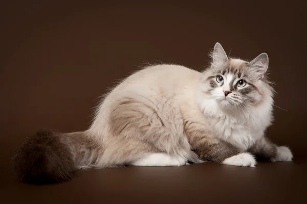 Punto tabby sello con gato siberi blanco sobre fondo marrón oscuro —  Fotos de Stock