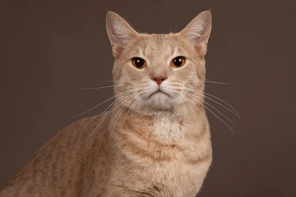 Selvagem gato macho ocicat no fundo marrom escuro — Fotografia de Stock