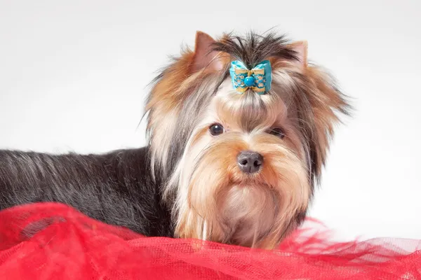 Yorkie pup op rode kleren en witte achtergrond met kleurovergang — Stockfoto