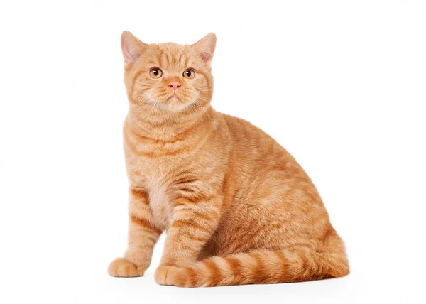 Small red british kitten on white background — Stock Photo, Image