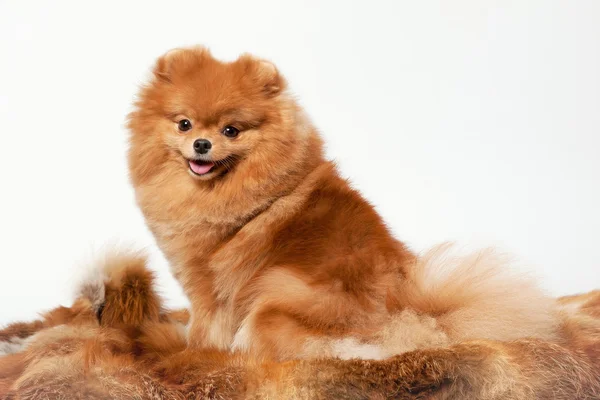 Beyaz degrade arka planda Pomeranian köpek yavrusu — Stok fotoğraf