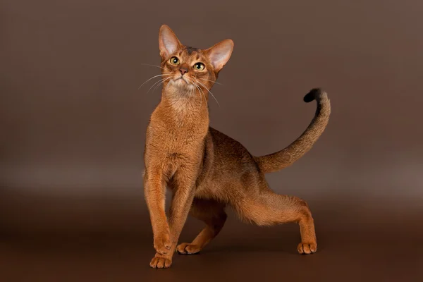 Ruddy abyssinian gato sobre negro marrón fondo — Foto de Stock