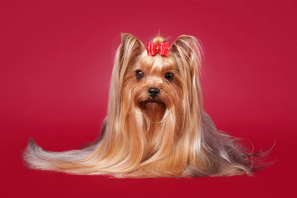 Jovem Yorkie no fundo vermelho escuro — Fotografia de Stock