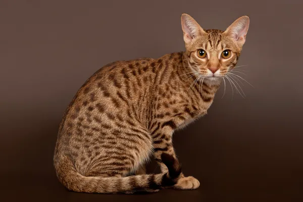 Samec kočka Ocicat na tmavě hnědé pozadí — Stock fotografie