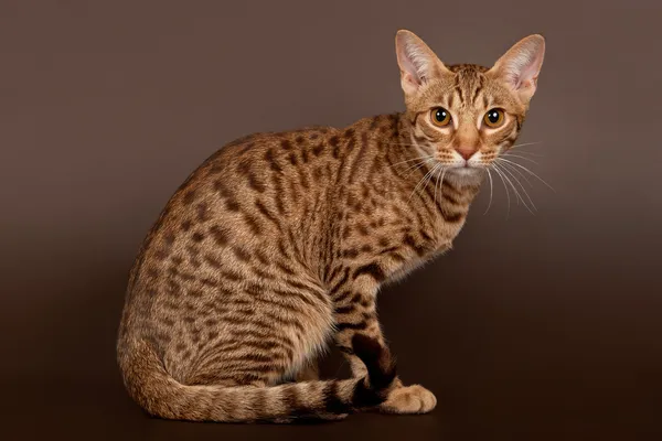 Gato macho ocicat no fundo marrom escuro — Fotografia de Stock