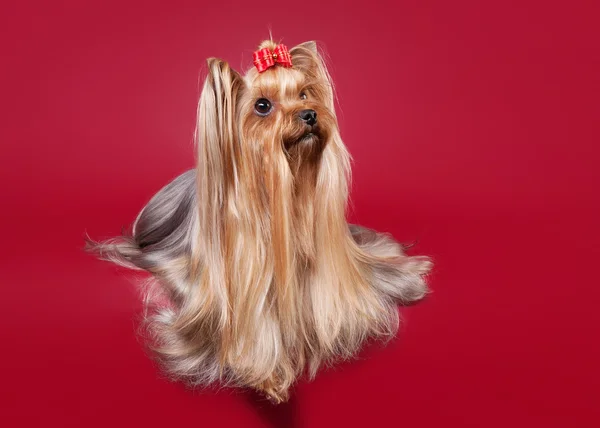 Young Yorkie on dark red background — Stock Photo, Image