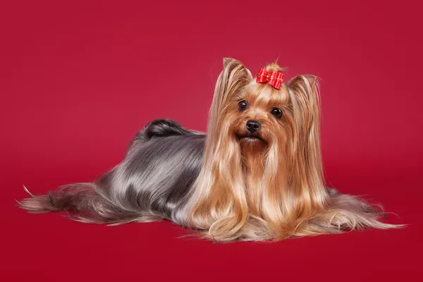 Jeune Yorkie sur fond rouge foncé — Photo