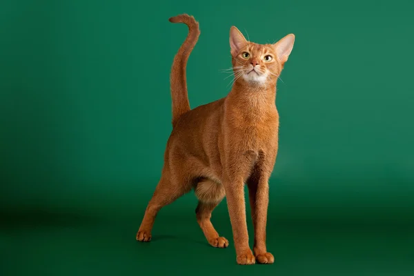 Ruddy abyssinian gato no fundo verde preto — Fotografia de Stock