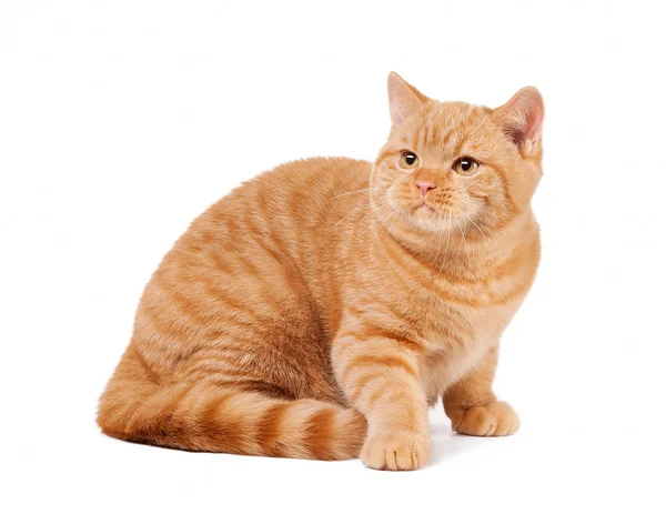 Small red british kitten on white background — Stock Photo, Image