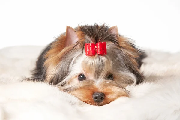 Yorkie filhote de cachorro no fundo gradiente branco — Fotografia de Stock