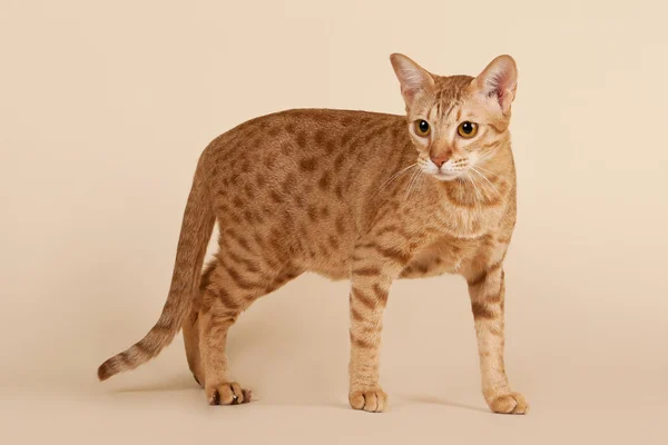 Gato macho ocicat no fundo bege claro — Fotografia de Stock