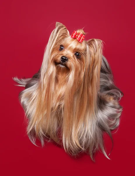 Young Yorkie on dark red background — Stock Photo, Image