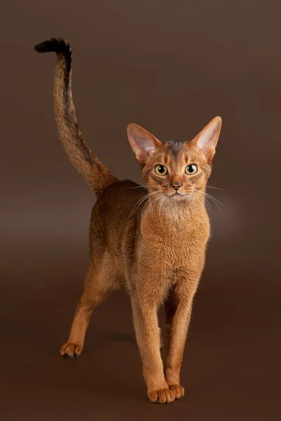 Ruddy abyssinian gato no fundo marrom preto — Fotografia de Stock