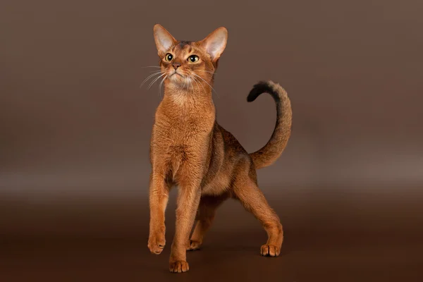 Ruddy abyssinian cat on black brown background — Stock Photo, Image