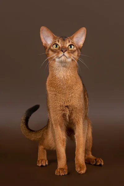 Ruddy abyssinian gato sobre negro marrón fondo — Foto de Stock