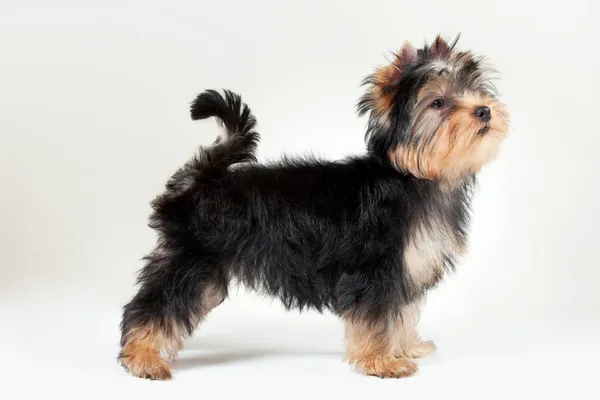 Yorkie puppy on white gradient background — Stock Photo, Image