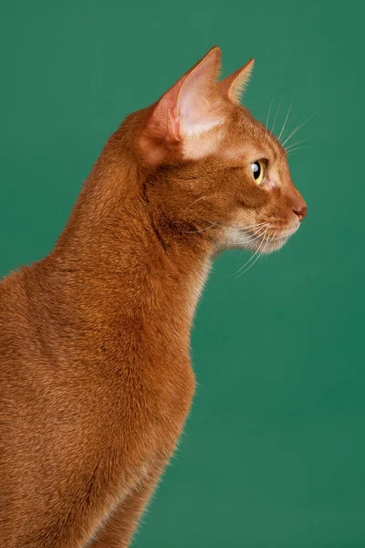 黑色绿色背景上红润的阿比西尼亚猫 — 图库照片
